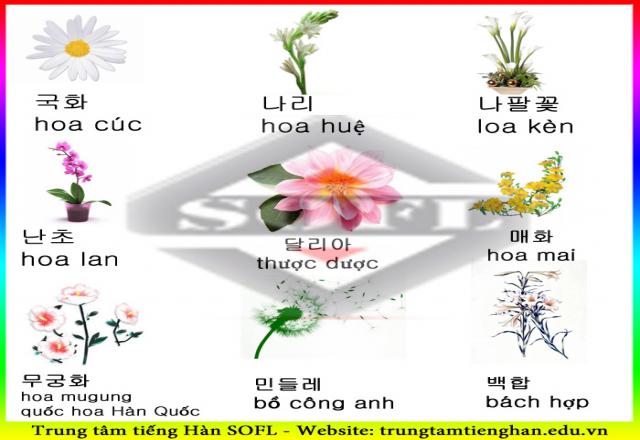 Học tiếng Hàn Quốc cơ bản nhất